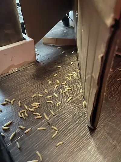 Pest control , Mice , Raccoon , Bed bug , Termite  6478004772, View more