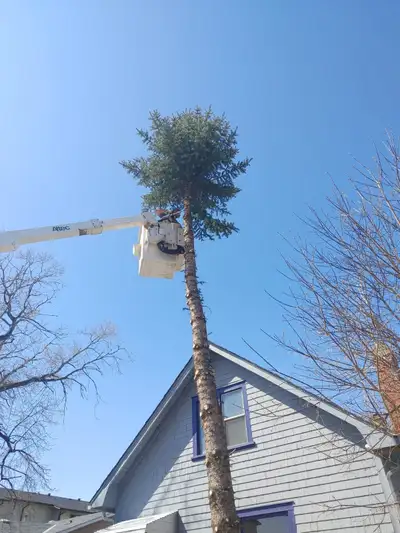 Affordable ree Removal, Cutting & Stump Grinding, View more