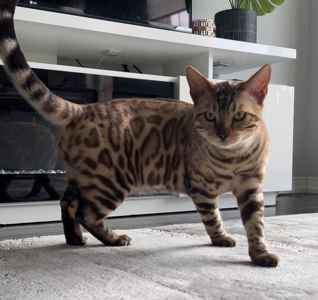 BENGAL KINGS FOR YOUR QUEEN(S) in Cats & Kittens for Rehoming in Oshawa / Durham Region