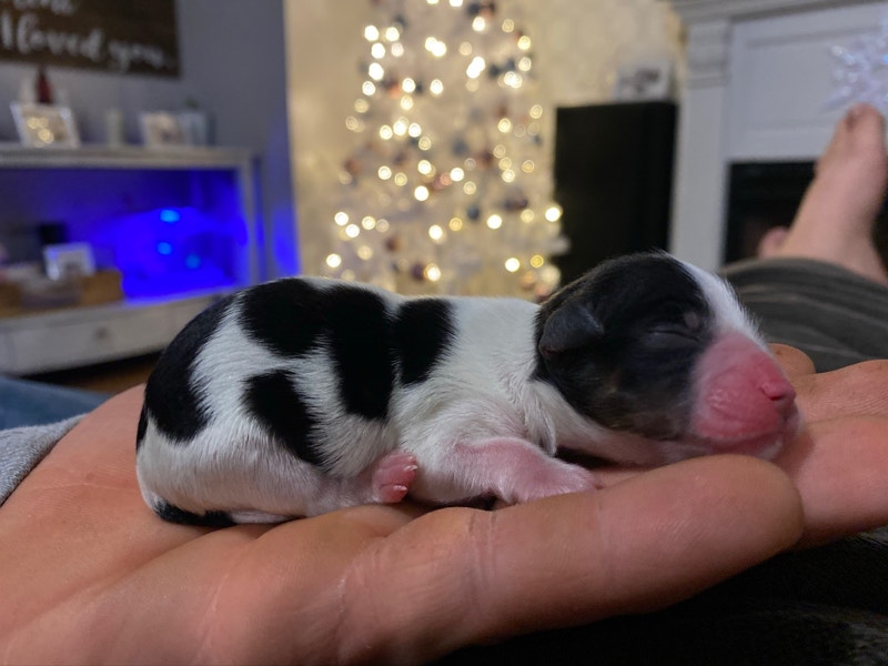 Teacup chihuahua puppies are on the way! Dogs & Puppies for Rehoming