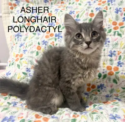 MaineCoon Mix Kittens -, View more