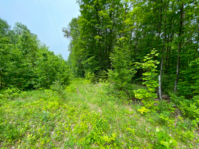 Building Lot For Sale In Bancroft in Land for Sale in Trenton - Image 3