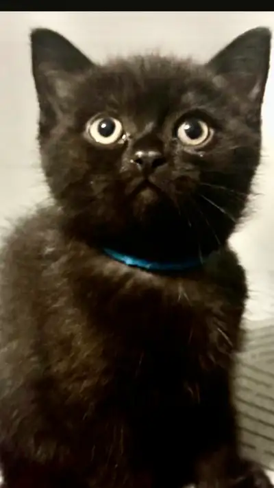 DROP DEAD GORGEOUS RARE JET BLACK PERSIAN boy !!  Very sweet !!!, View more