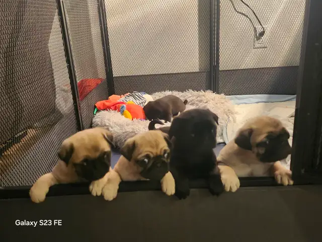 Mes petits trésor ! Pug carlin in Dogs & Puppies for Rehoming in Lanaudière - Image 15