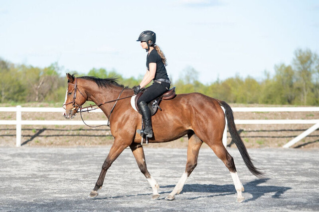 Horse Lessons -Book your ride today!! in Equestrian & Livestock Accessories in Peterborough