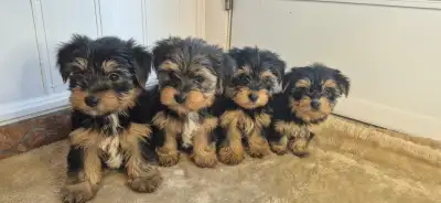 Magnifiques chiots Yorkshire morkies, View more
