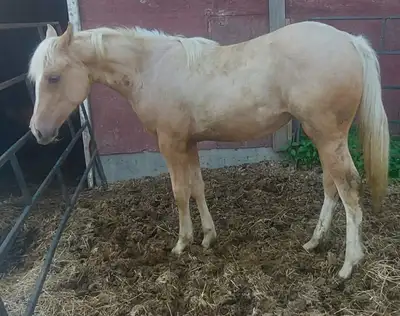 Palomino yearling filly, View more