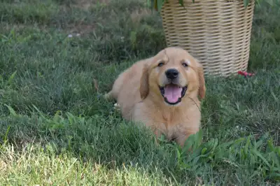 Purebred Golden Retriever Puppies, View more