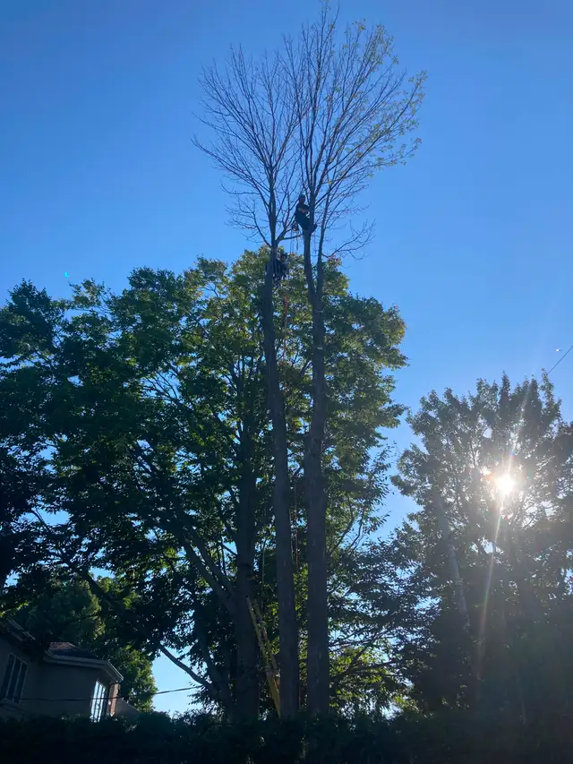 Pruning and Tree Trimming595971078452029442