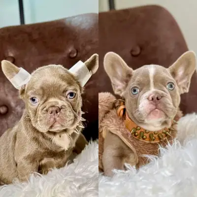 Only 2 French Bulldog Puppies Available! ✨, View more