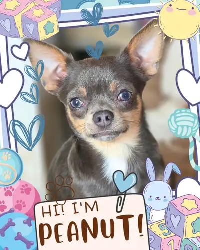 ❤️ Meet Peanut! ❤️ Fun Chihuahua Puppy Raised with Love ❤️, View more