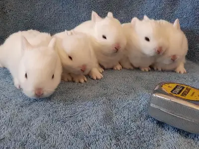 Good Featured BlueEye White Purebred Netherland Dwarf baby bunny rabbit, #Great for a gift for relie...