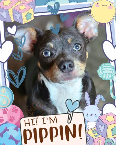 ⭐ Meet Pippin, Our Little Graduate! ⭐ Tis the season of snowflakes (so many snowflakes…), fuzzy blan...