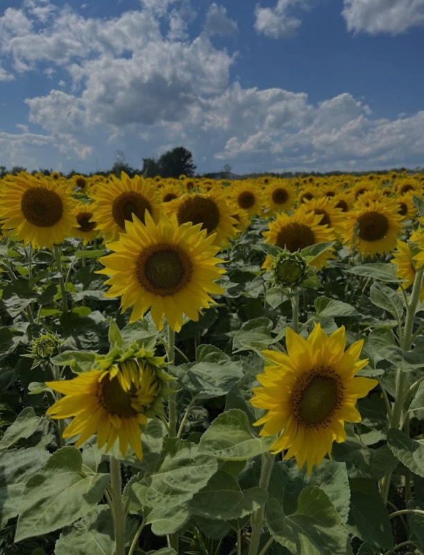 Sunflower Seeds! Buy Direct from a Sunflower Farm!!! Plants