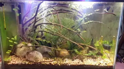 20 gallon Fish tank, View more