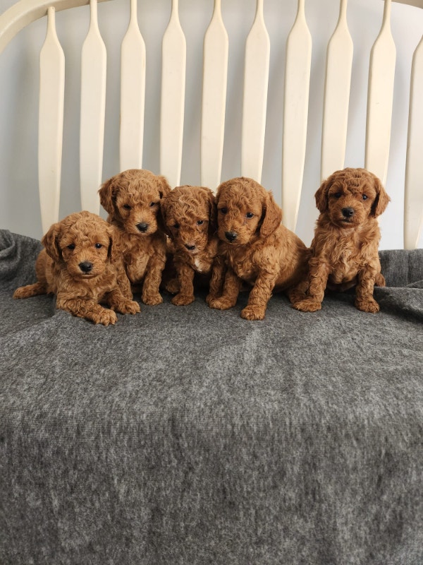 Red purebred toy/mini poodle puppies, 1 MALE left Dogs & Puppies for
