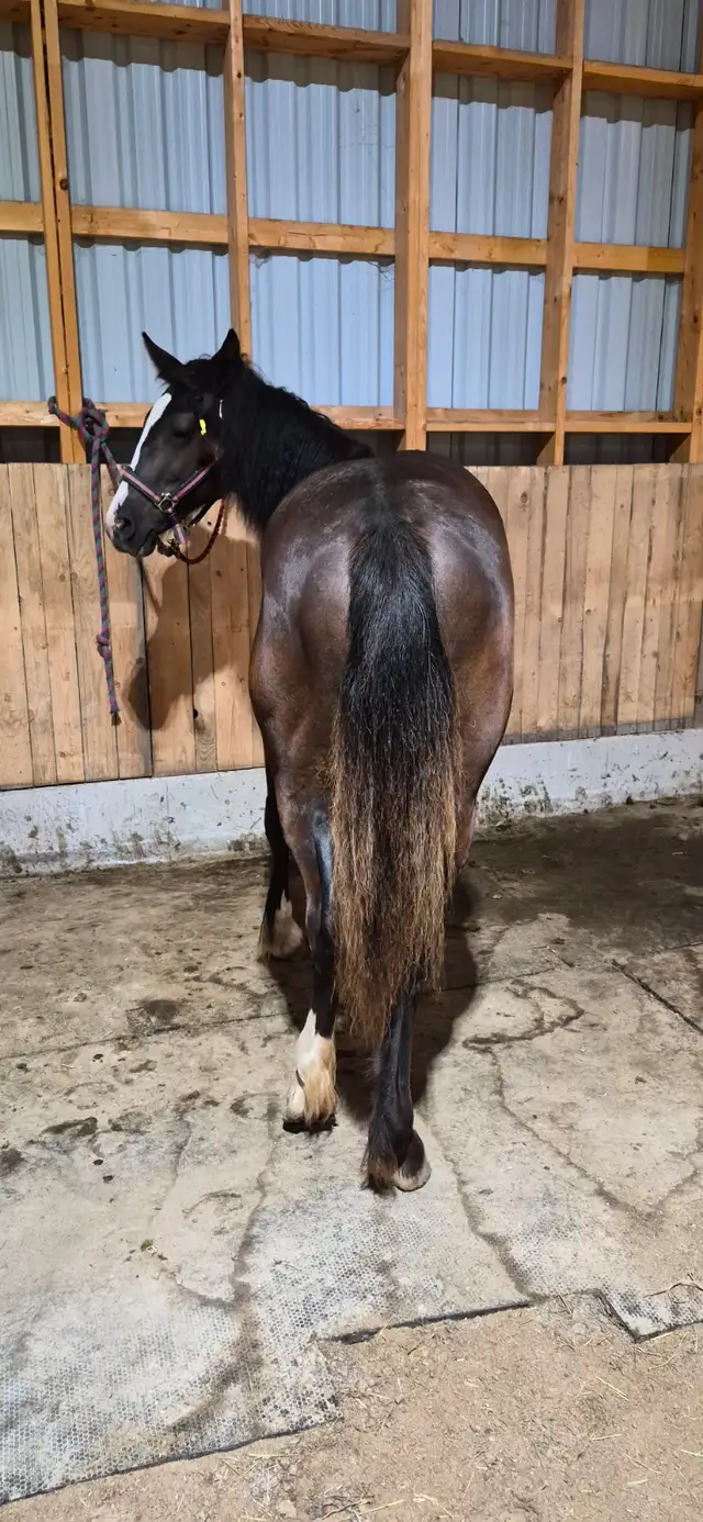 Gypsy X Yearling Filly in Horses & Ponies for Rehoming in Owen Sound - Image 4