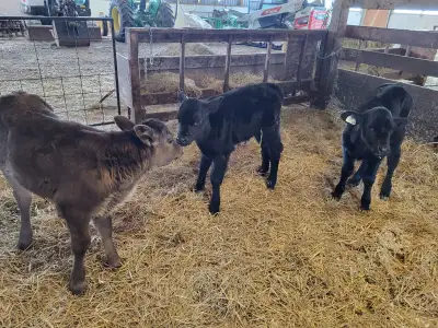 3 Beef Calves for sale, View more