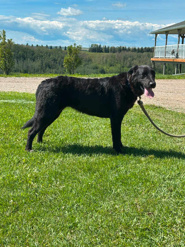 Maremma Cross Dogs in Dogs & Puppies for Rehoming in Calgary - Image 2