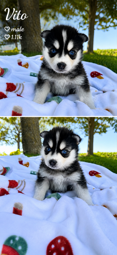 Chiots Pomsky, View more
