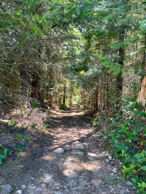 98 Acres of Managed Forest Land63009272009217123