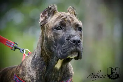 Welcome to Perro Presa Kennel. Please visit our website and social media Website: Perropresa.ca Inst...