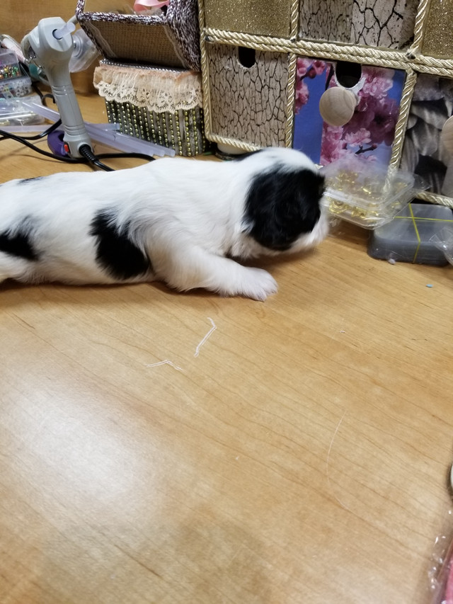 loving shih tzus 2 girls 1 boy left in Dogs & Puppies for Rehoming in Chatham-Kent - Image 2