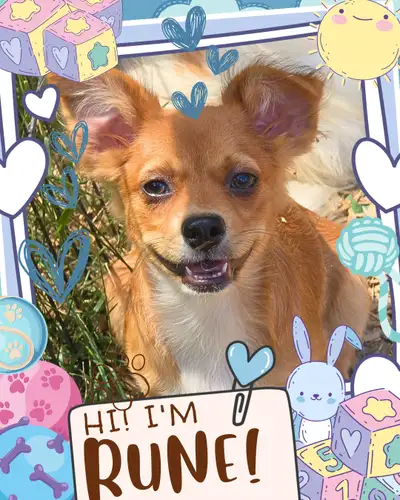 ❤️ Meet Rune! ❤️ Charming Chihuahua Mix Puppy Raised with Love, View more