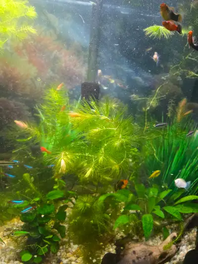 hornwort, 5$ per bunch, located in pugwash NS, also have Fancy Guppies and lyretail puggies for sale...