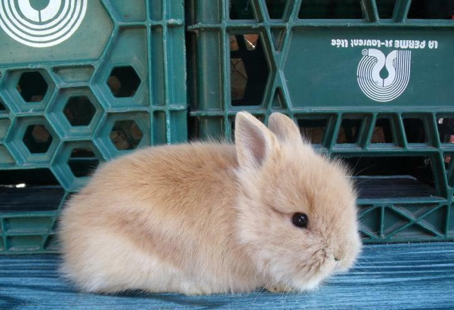 Bébé Lapin & Lapine Nain, Bélier, Rex, Miniature & Tête de Lion dans Petits animaux à adopter  à Trois-Rivières