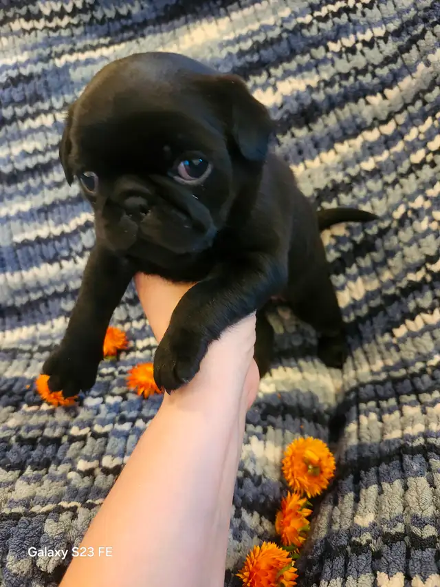 Mes petits trésor ! Pug carlin in Dogs & Puppies for Rehoming in Lanaudière - Image 21