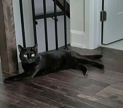 Belle chatte recherche foyer, View more