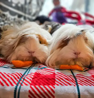 BONDED FEMALE PERUVIAN GUINEA PIGS, View more