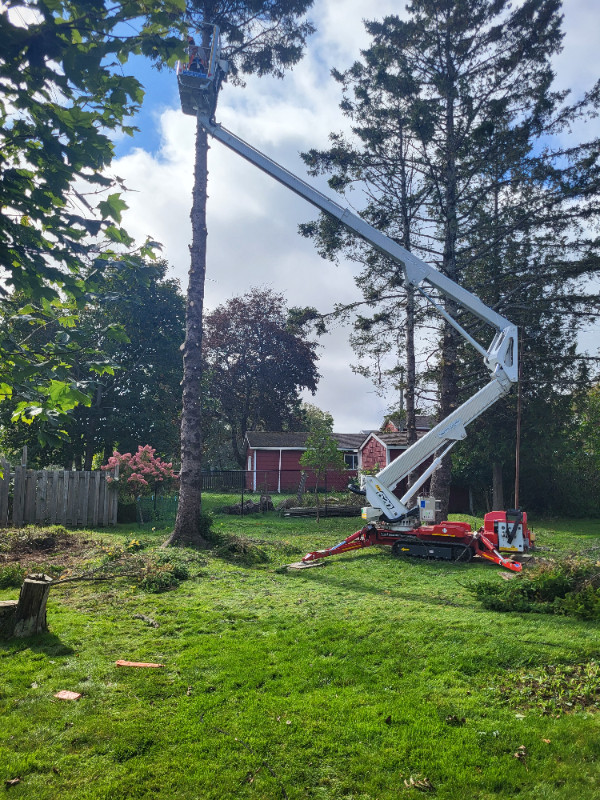 Tree Care  And Maintenance in Lawn, Tree Maintenance & Eavestrough in Saint John - Image 4