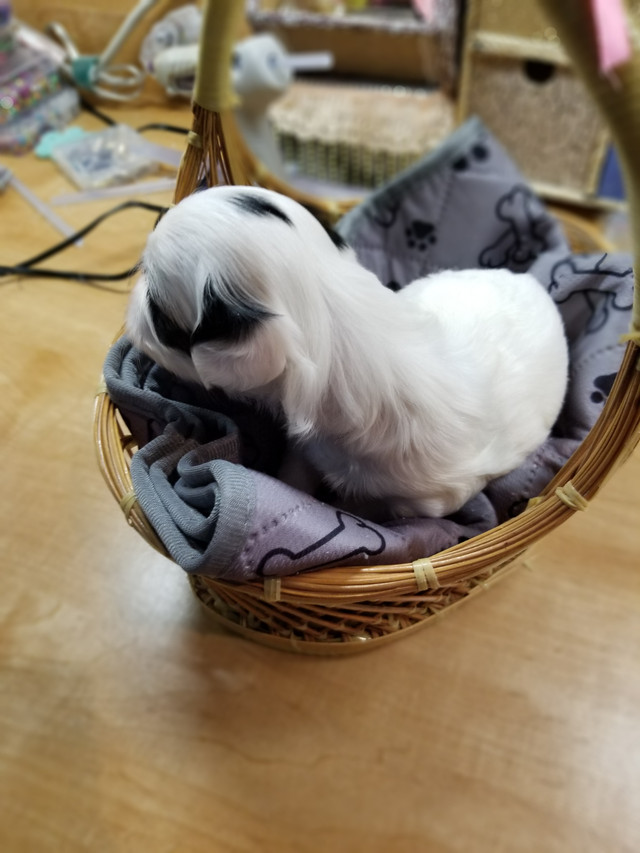loving shih tzus 2 girls 1 boy left in Dogs & Puppies for Rehoming in Chatham-Kent - Image 4