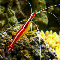 Want saltwater cleaner shrimp