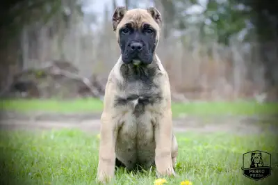 Presa Canario Puppies *Ready Now*, View more