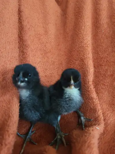 Ces bébés magnifiques ont été éclos dans notre cuisine. Ils sont très habitués aux humains. Ces bébé...