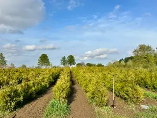 Healthy bare root white cedar trees available for spring planting! Perfect for privacy hedges, fence...