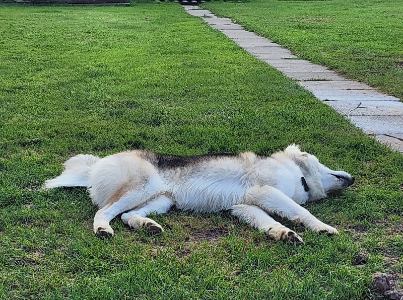 JDS BOARDING! Sept/Oct spots available! Animal & Pet Services Hamilton Kijiji