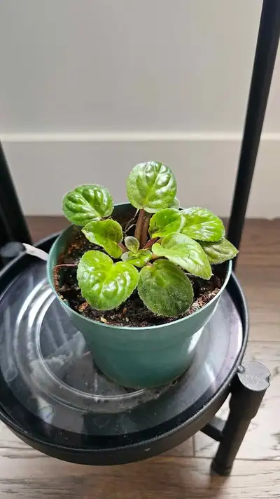 African Violet plant in 4inch pot *10cm) flowers purple or pink