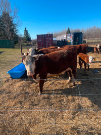 Hereford Cows and Calves for sale