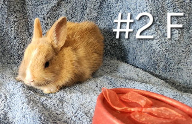 Good Featured Purebred Netherland Dwarf, Holland Lop, bunny rabb in Small Animals for Rehoming in Peterborough - Image 2
