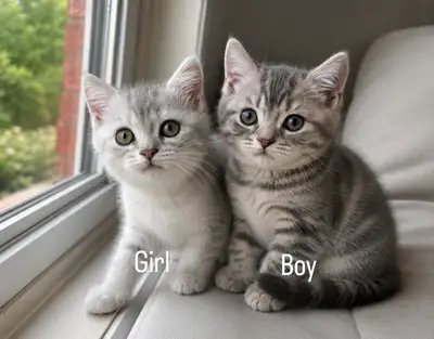 Purebred Scottish Fold/British Shorthair Kittens, View more