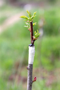 Looking For anyone who has fruit trees for grafting scions