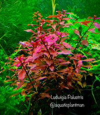 Aquarium aquatic plants moss bucephalandra *Huge List*