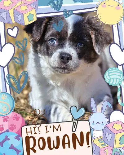 ⭐ Meet Rowan, Our Little Graduate! ⭐ The sun is warming, the birds are chirping, and spring is in bl...
