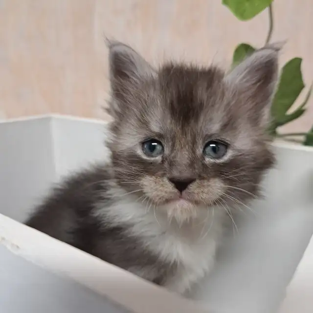Chatons Maine Coon TICA in Cats & Kittens for Rehoming in Québec City - Image 4