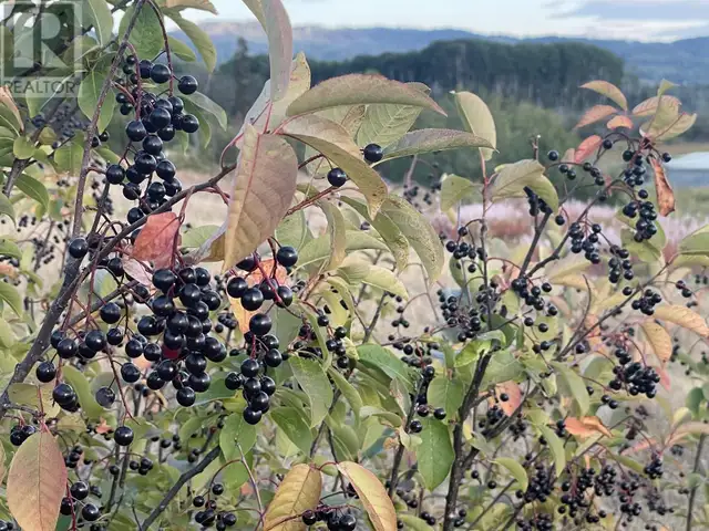 4421 TYHEE LAKE ROAD Telkwa, British Columbia in Land for Sale in Smithers - Image 21