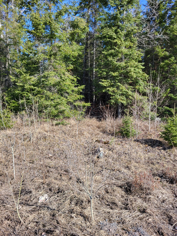 Vacant Land - Lot 3 Jones Road in Land for Sale in Kenora - Image 3